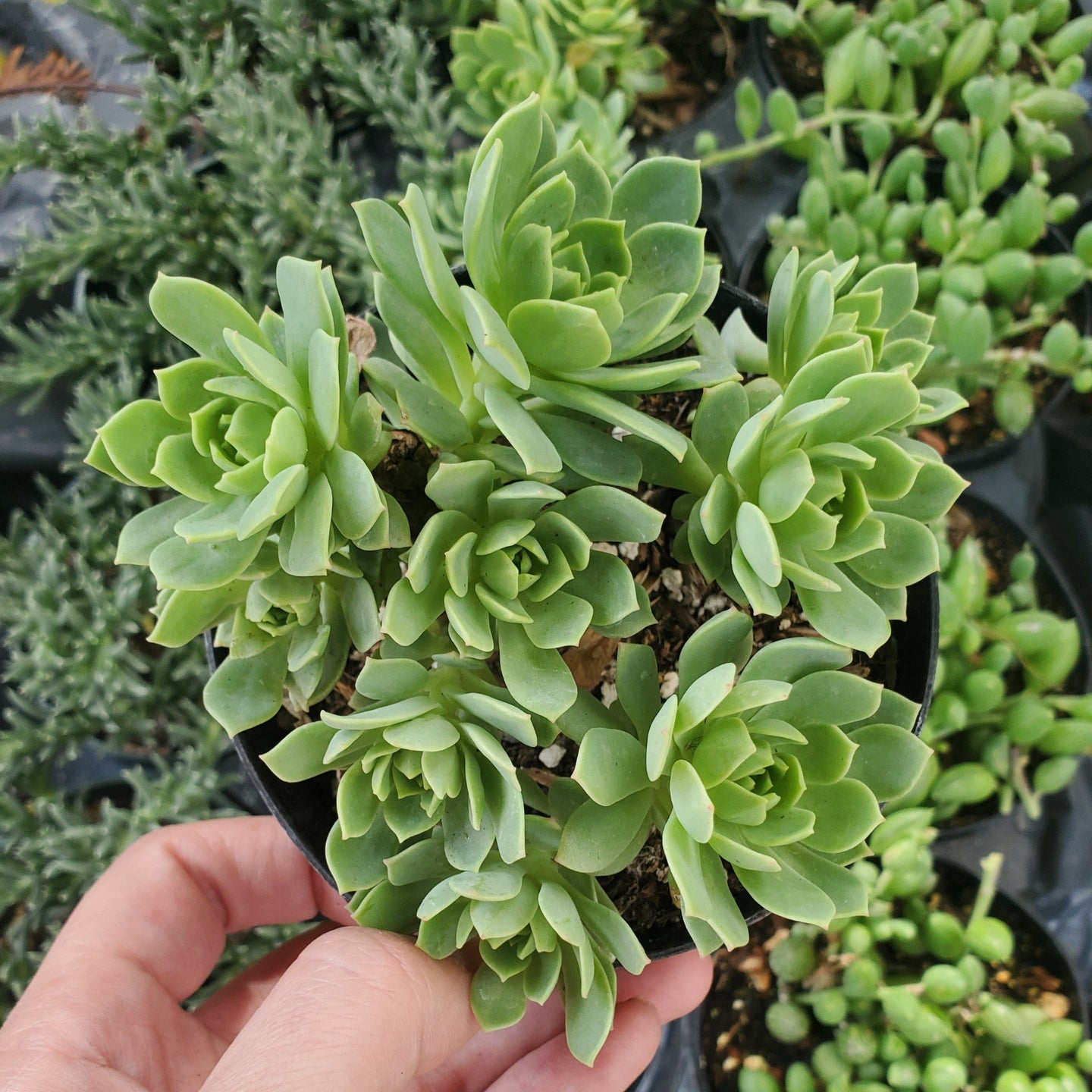 Greenovia dodrentalis 'Mountain Rose'